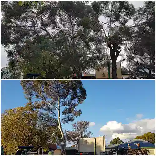 All Purpose Tree Services in Adelaide