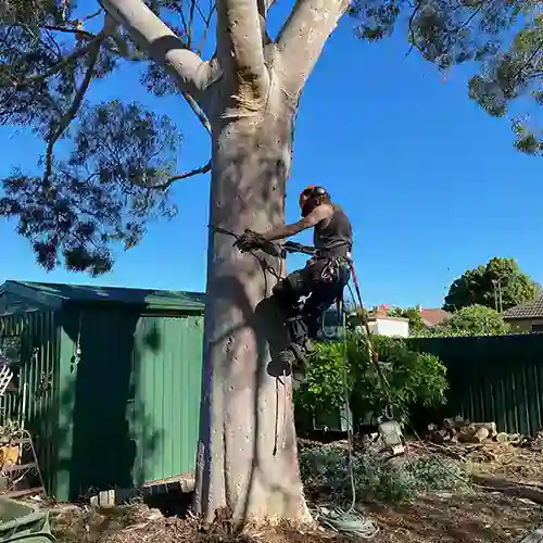 All Purpose Tree Services in Adelaide