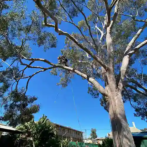 All Purpose Tree Services in Adelaide